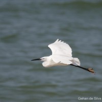 Egretta garzetta Linnaeus, 1766